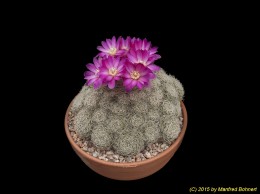 Sulcorebutia albissima 104